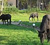 База отдыха «Деревня Александровка» Карелия #36