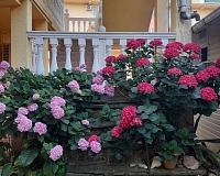 Отель Морской Бриз (Адлер)